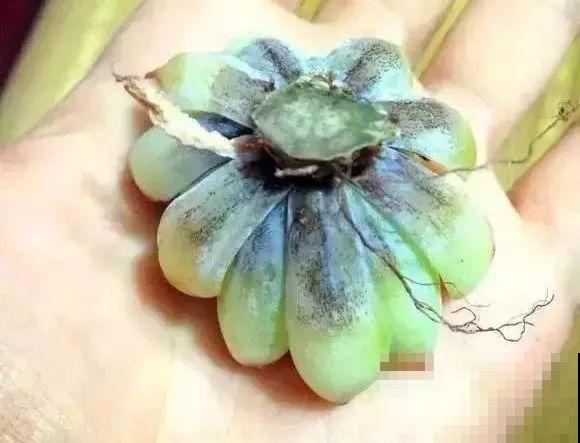 养多肉别用这种土，小心3天叶子掉光，7天只剩空盆！