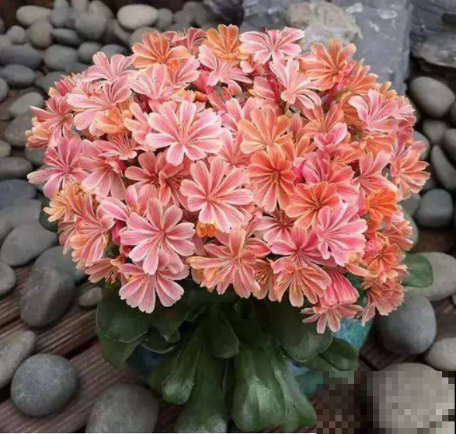 有了这3种花，阳台花园不再是梦，教你几招轻松养好！