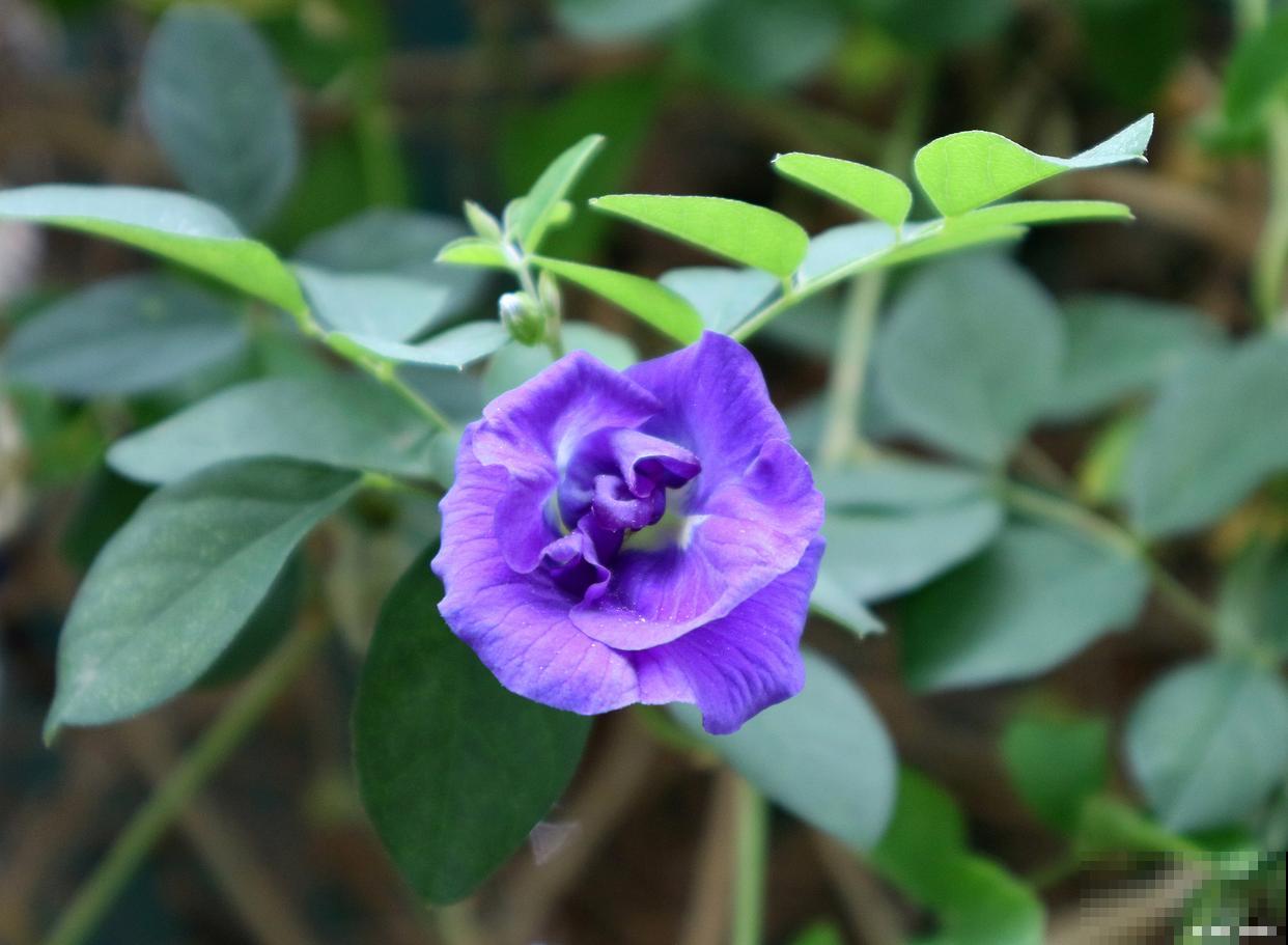 紫茉莉为什么傍晚开花