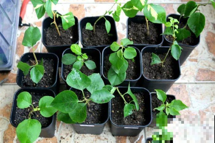8种夏天扦插花，现在掐枝，下个月有花赏！
