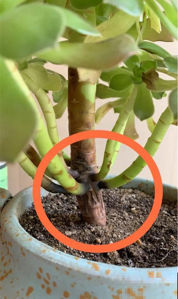 夏天养多肉法师，就要遮阳遮雨，不然黑腐烂根有你愁的！