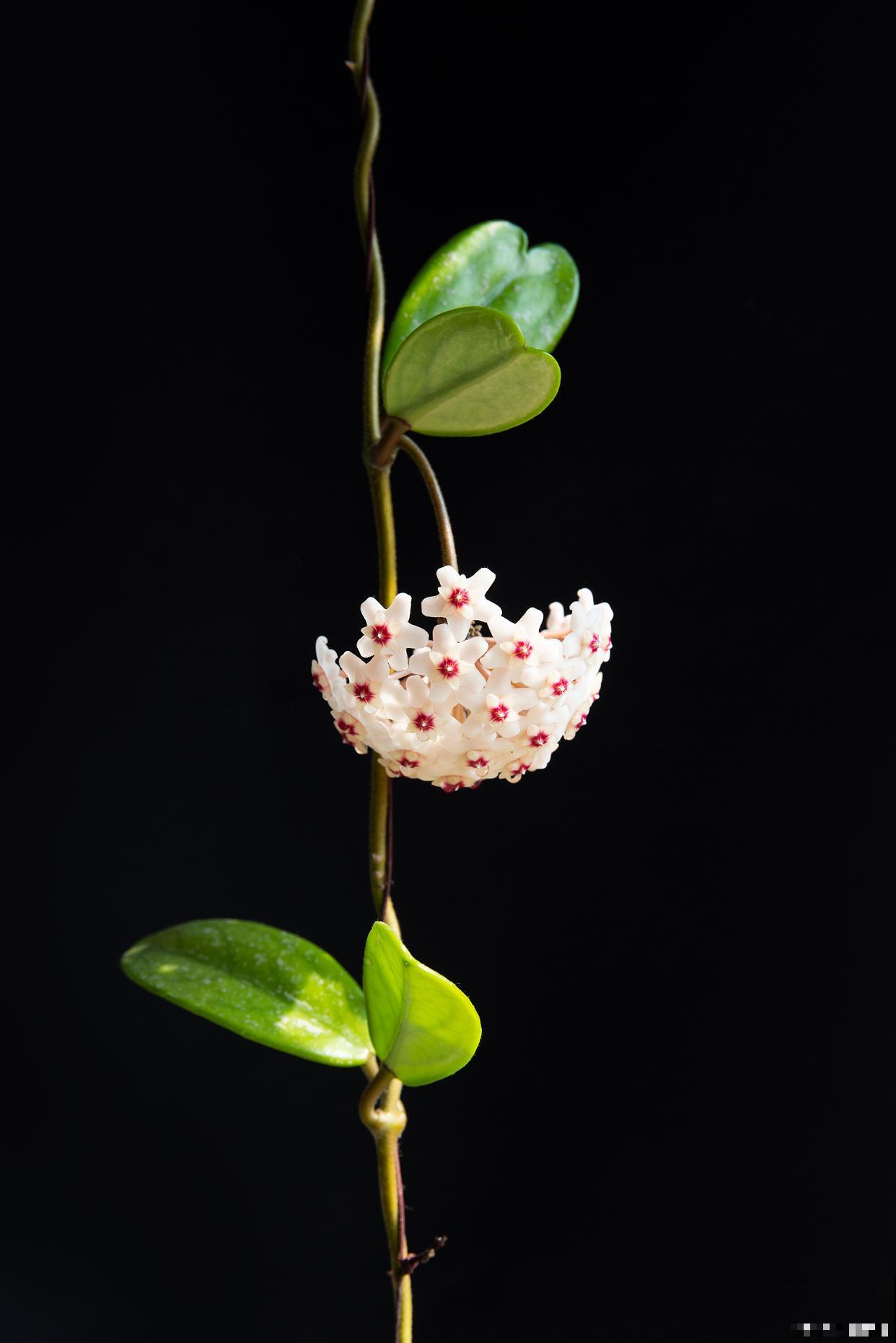 为什么球兰不开花