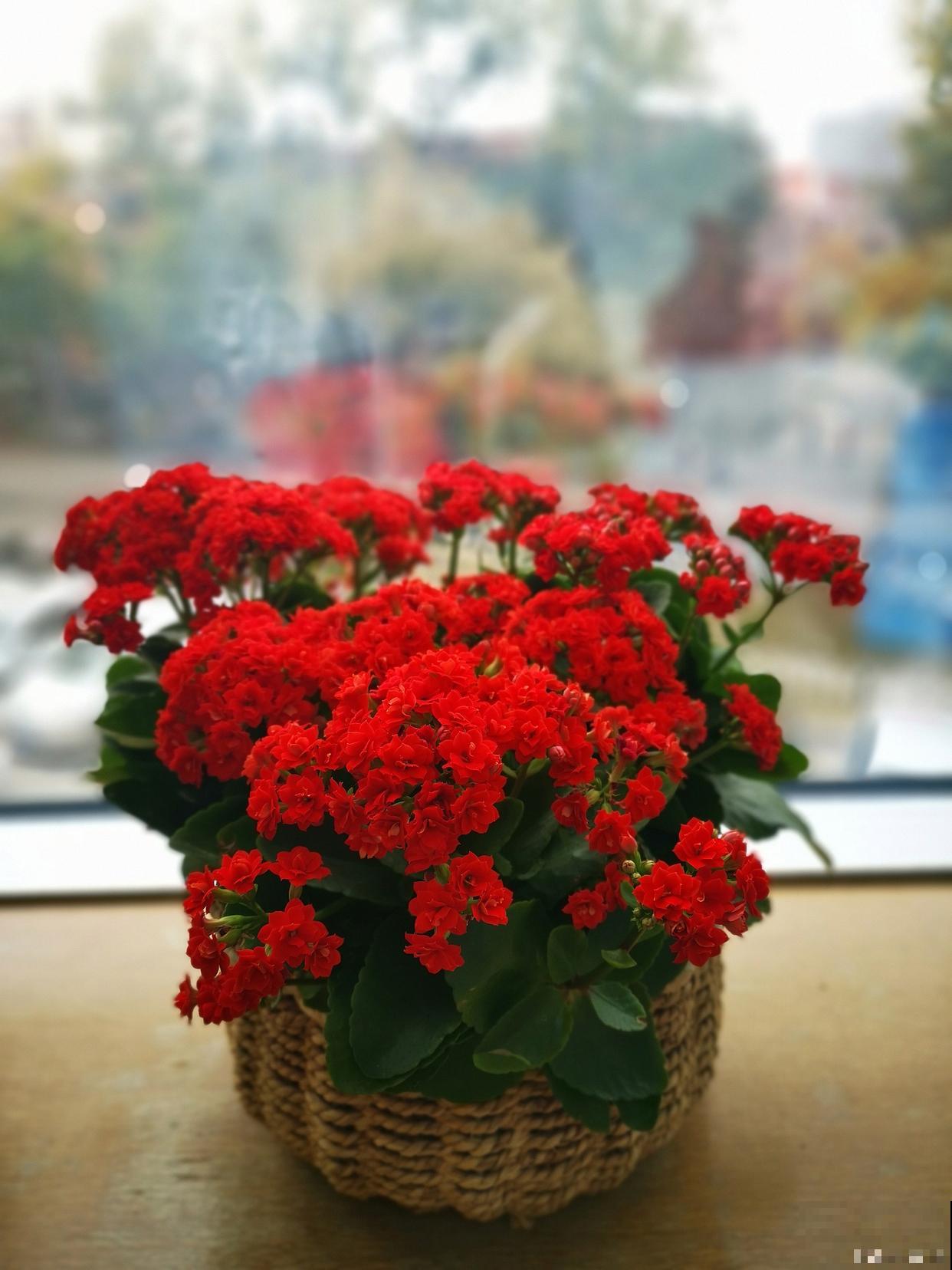 长寿花春季怎怎么养