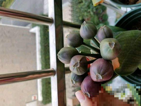 她家君子兰怎么堆满阳台？原来是用结出的果子种的，邻居羡慕死了