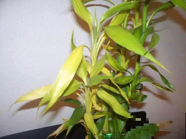 富贵竹黄叶怎么办？搞清原因再下手，不然都是在做无用功！