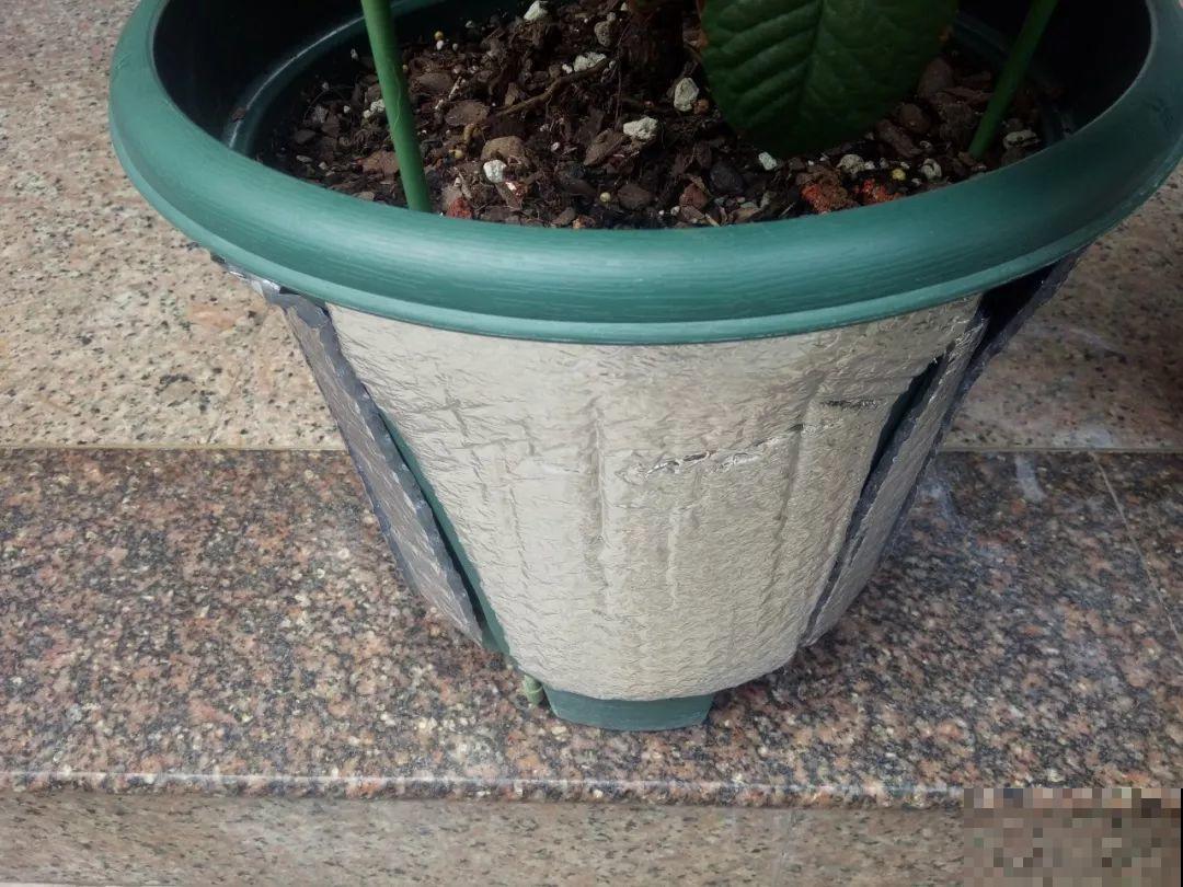 三伏天高温下，家里的花再不管，死得只剩盆！