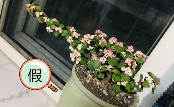 养了两个月的花，竟发现是假的？这些套路还真得摸清楚！