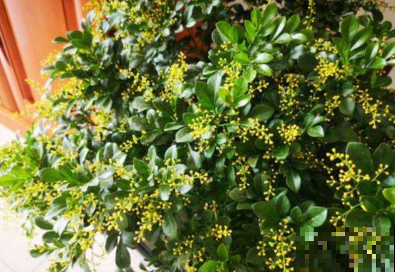 夏天米兰不怕晒，浇点“万能水”，花开得又多又香！