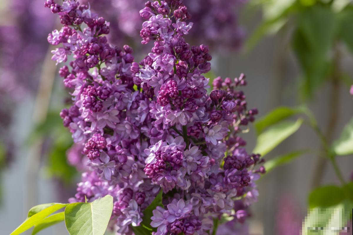 丁香花在什么时候开花