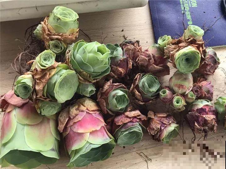 把多肉当腊肉挂起来，变成1米老桩，再热都不怕！