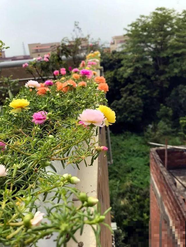 热不死的花，绑在木棍上养10天，开成一座大花塔！