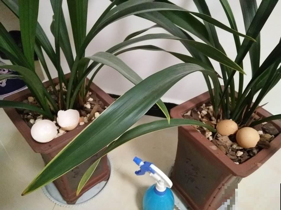 3种生活中的废料，还能变废为宝，养花人都在用！