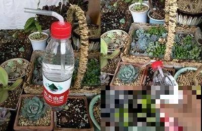 在养花人眼里，塑料瓶可是好宝贝，摇身一变成绿萝柱！