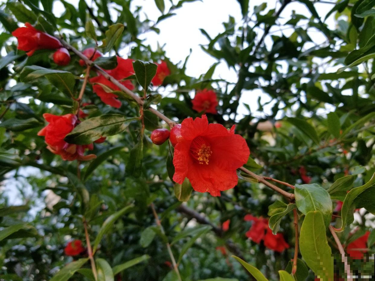 花石榴怎么养殖？