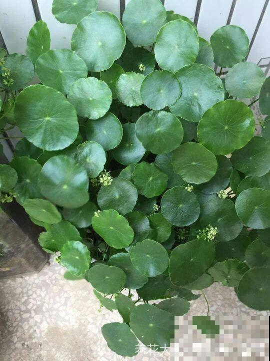 这4种花，想要度夏就得剪，新枝猛蹿，呼呼长成小瀑布！