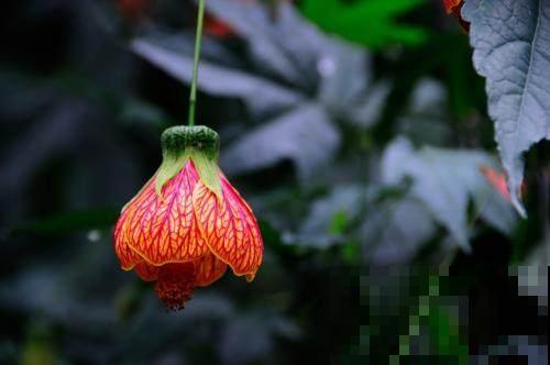 红火喜庆的风铃花，树枝满是红灯笼，这样的花卉还不心动？