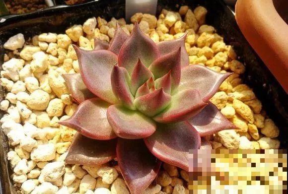 这种系列多肉，颜值高价格也贵，夏天可是“重点保护动物”！