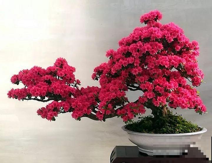 这种月季只有巴掌大小，不生虫病，最适合懒人养！