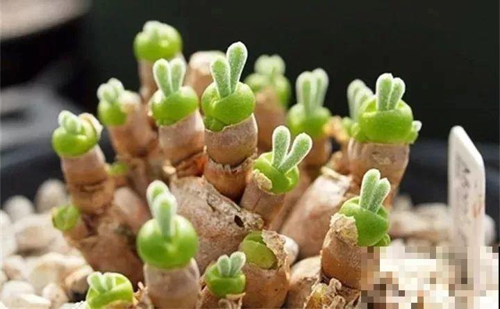 多肉养了3个月，冒出一张大红唇，莫非是要开口说话？
