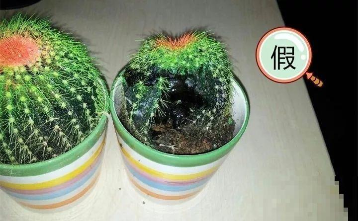 养了两个月的花，竟发现是假的？这些套路还真得摸清楚！