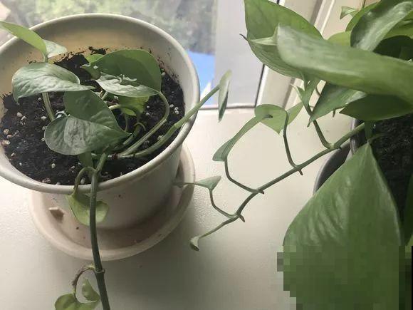 啤酒能不能浇花？这个还真不好说，要看怎么浇水！