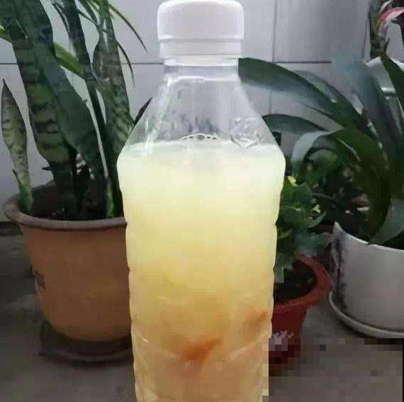 住手！淘米水可不能这么用，怪不得你养的花全病倒了！