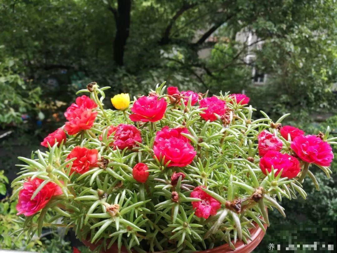 8种夏天扦插花，现在掐枝，下个月有花赏！