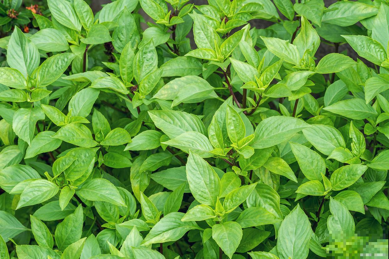 罗勒如何种植的？