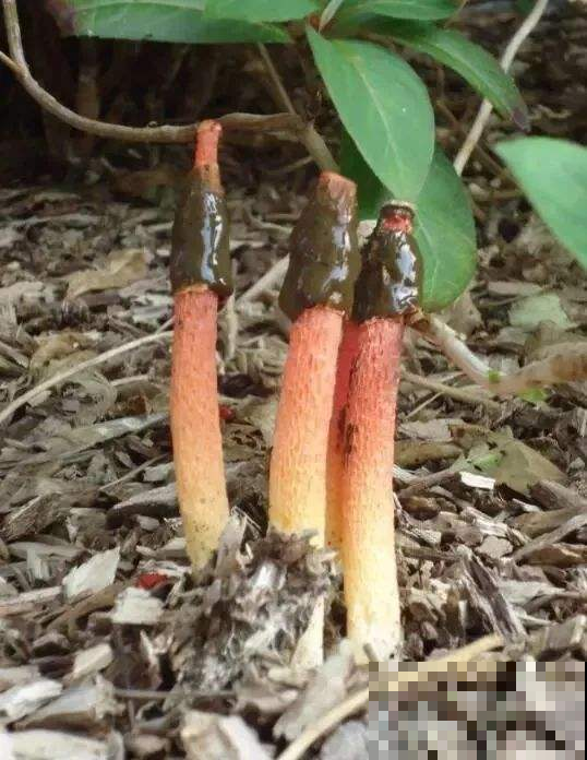 野草里冒出这东西模样怪，一碰黏满手鸡屎味，瞬间臭晕！