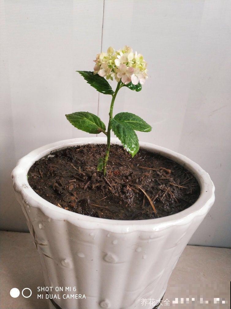 这花掐个枝丢水里，3天就生根，10天爆出一大盆！