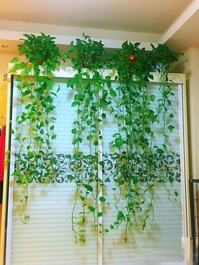 啤酒能不能浇花？这个还真不好说，要看怎么浇水！
