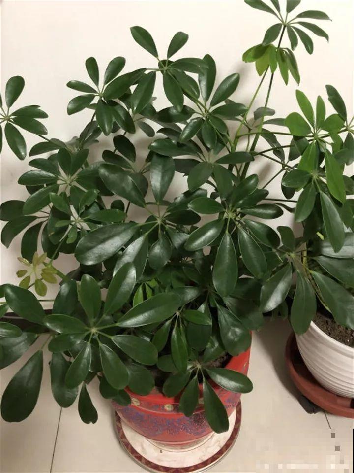 淘米水加点料，没有异味，肥效能翻10倍，养啥花都旺！