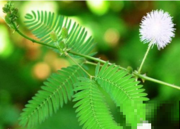 含羞草种子撒土里，一个周发芽，用点肥料就能开出小粉花！