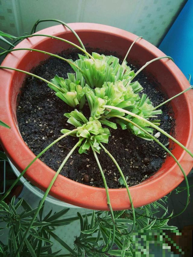 这4种花，想要度夏就得剪，新枝猛蹿，呼呼长成小瀑布！