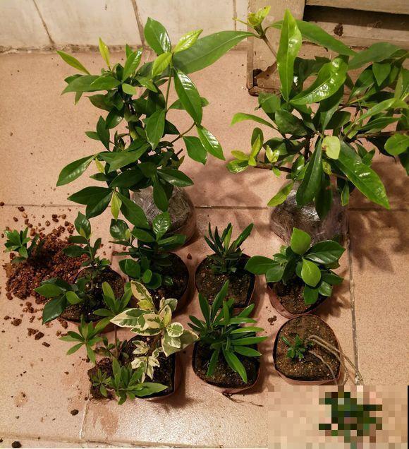 养花就得用些奇葩招，他每天给花灌酒、扎针，结果盆盆爆小崽！