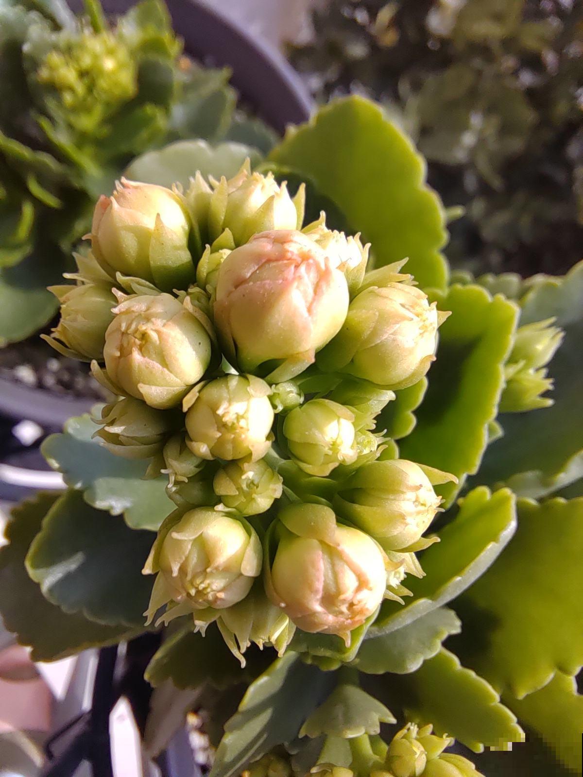 3种花一直不开花，赶紧关进“小黑屋”，光照时间越短开花越早