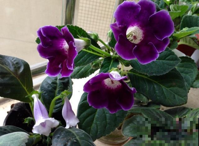 不是所有的花夏天都能喷水，这5种花不注意，叶子从头烂到尾！