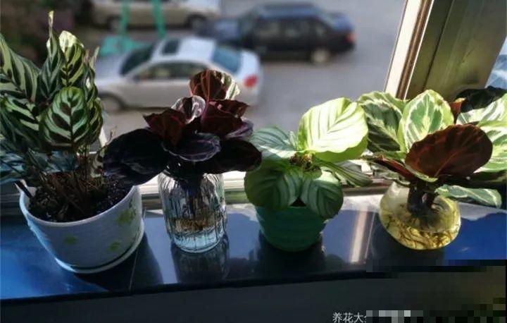 耐阴花就选它，叶子10个色，没光也能长爆盆！