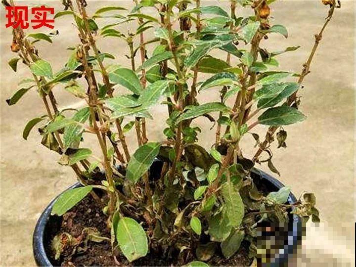 最难养的6种花，买一盆死一盆，想想都生气！
