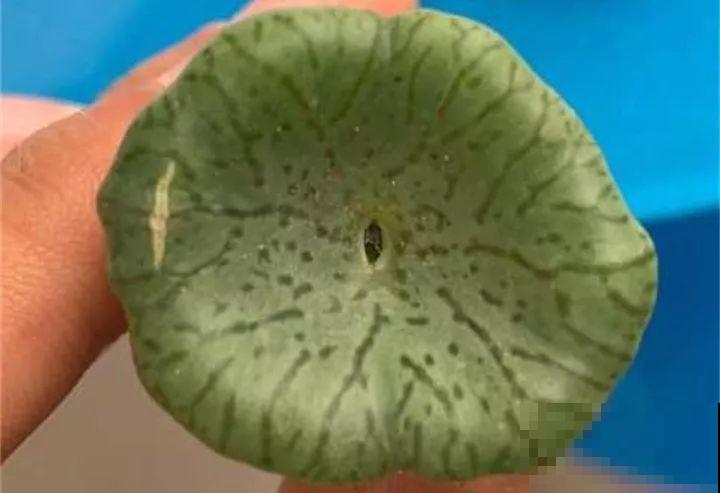 多肉养了3个月，冒出一张大红唇，莫非是要开口说话？