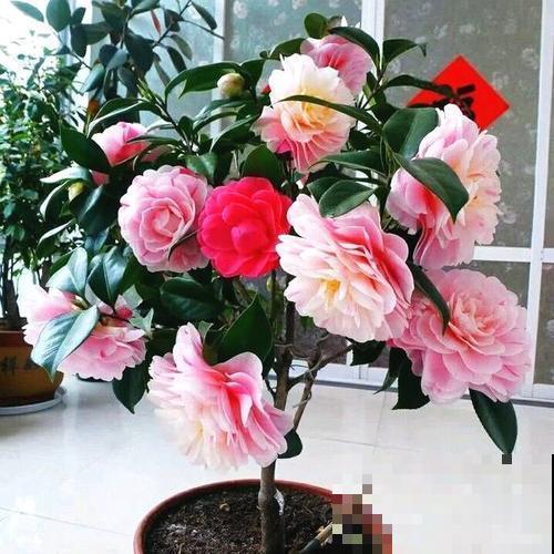 不是所有的花夏天都能喷水，这5种花不注意，叶子从头烂到尾！