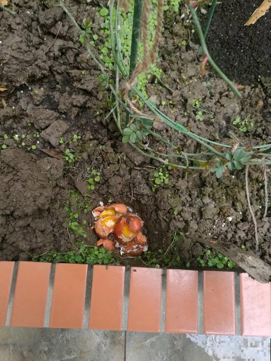 坏掉的鸡蛋可是养花宝，把黄掺土里，茉莉开花又香又白！