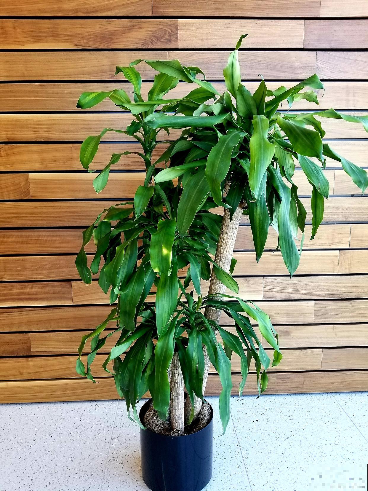 橡皮树怎么看水浇多了