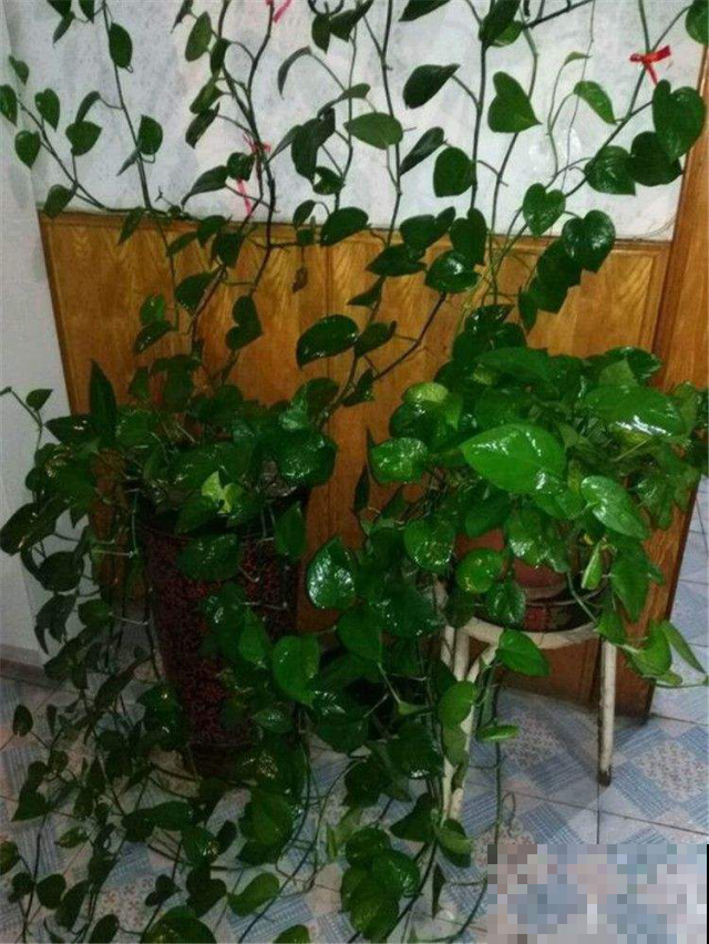 盛夏这么做，绿萝的黄叶枯叶飞速逃离，叶子比手掌大一倍！