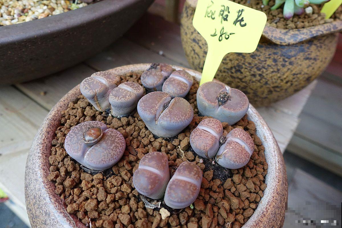 石生花脱皮怎么处理