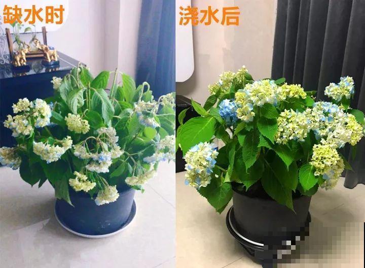 这10种“水桶花”，夏天得用大缸养，越浇水长得越疯狂！