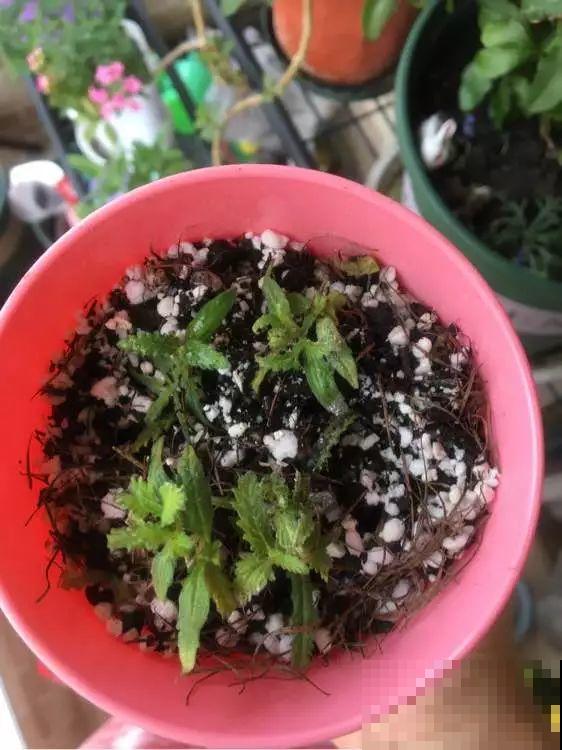8种夏天扦插花，现在掐枝，下个月有花赏！
