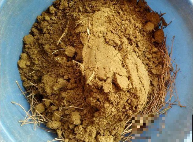 2滴废油倒盆里，花呼呼全开了，半年不用施肥！