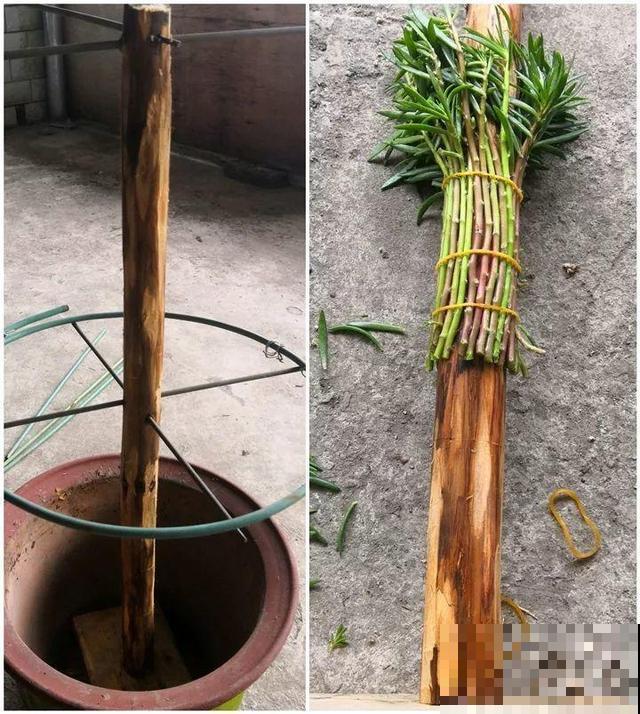 热不死的花，绑在木棍上养10天，开成一座大花塔！