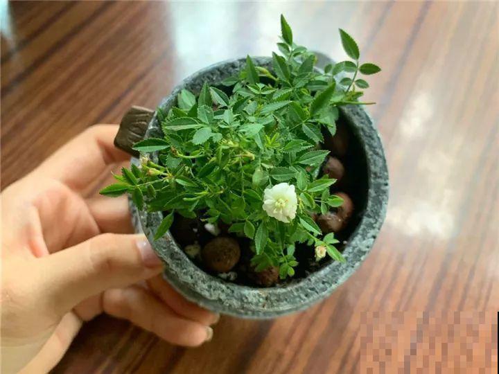 这种月季只有巴掌大小，不生虫病，最适合懒人养！